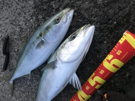 飲ませでメジロ2本GET