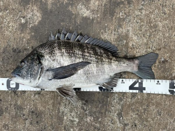 イチノ兄弟、釣果!