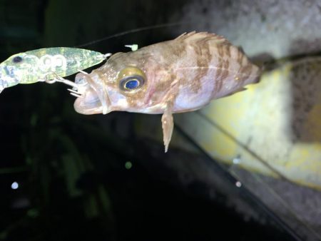 メバルプラッキング⑤