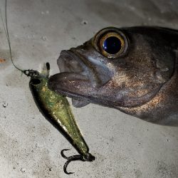 今年もこの季節がやってきましたよ！