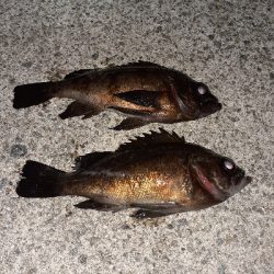 今日もメバリング