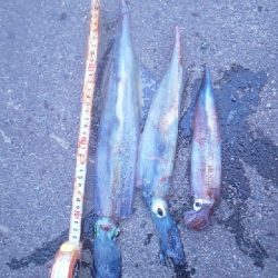 回遊メバルと回遊ヤリ