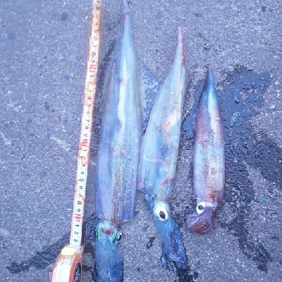 回遊メバルと回遊ヤリ