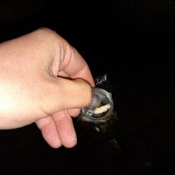 風の弱い日はメバリング