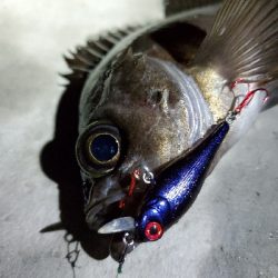 オリカラで春爆！