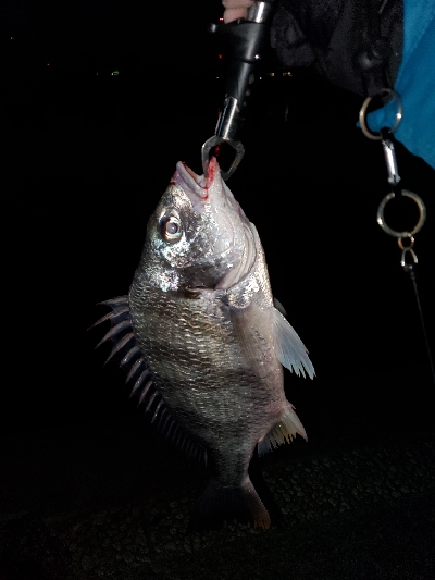 シーバスどこ行った(笑)