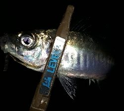 大雨のなか、アジング(笑)