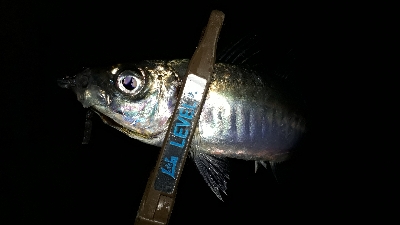 大雨のなか、アジング(笑)