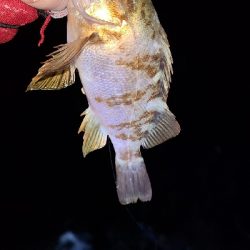 フロートメバリング