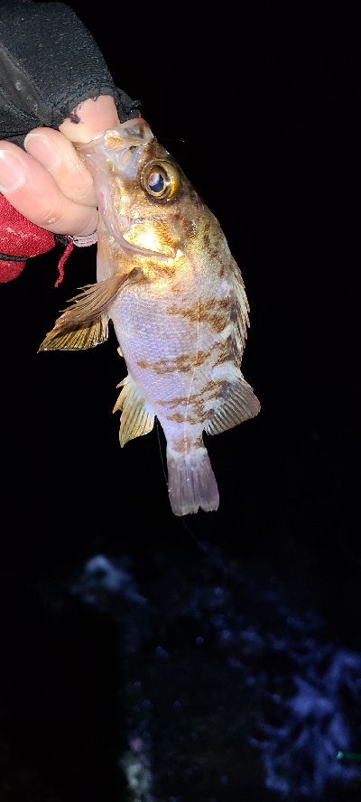 フロートメバリング