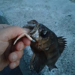 明るいうちからメバル!