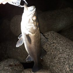 本日もメバリング~