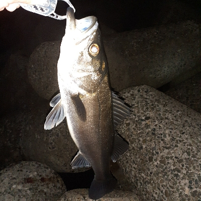 本日もメバリング~