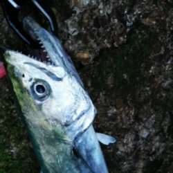 磯ヒラ狙いでしたが、、、