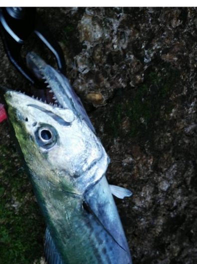 磯ヒラ狙いでしたが、、、