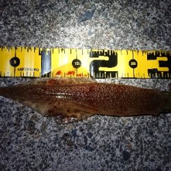 釣れる事を信じて