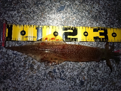 釣れる事を信じて