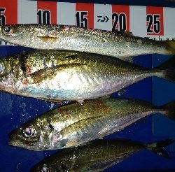 久しぶりの良型!