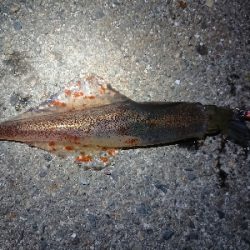 ヤリイカエギング