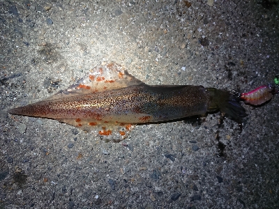 ヤリイカエギング