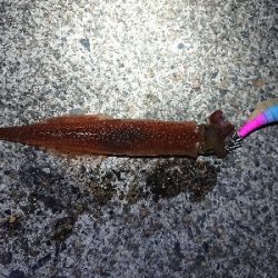 仕事終わりヤリイカ狙い