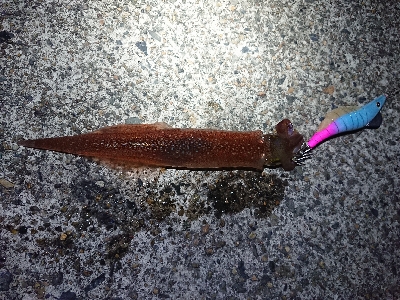 仕事終わりヤリイカ狙い