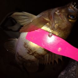 メバルプラッキング