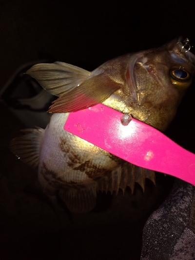 メバルプラッキング