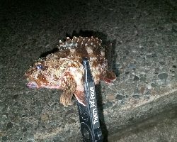 ナイトライトゲーム