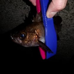 今日もアジ狙い