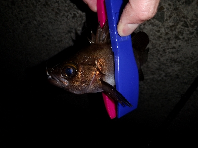 今日もアジ狙い