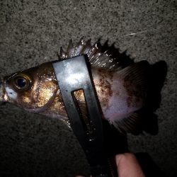 今日もアジ狙い