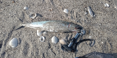 サゴシ絶好調！