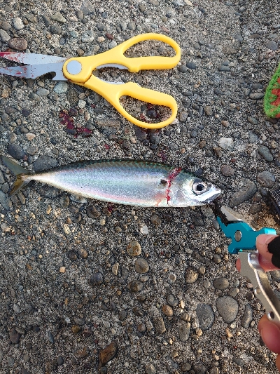 ショアジギからのアジング