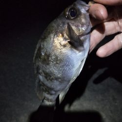 明日の晩御飯の仕入れ