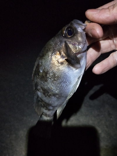 明日の晩御飯の仕入れ