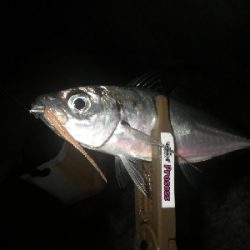 まだアジはおった~