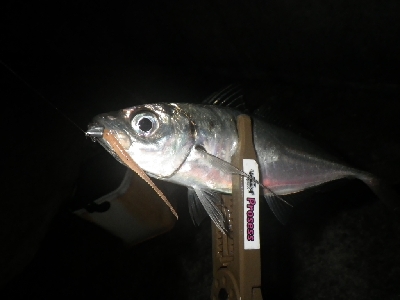 まだアジはおった～