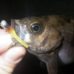 アジングと居残りメバリング