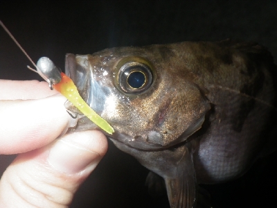 アジングと居残りメバリング