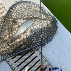 気温が暑い、服部緑地