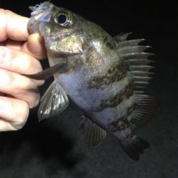 大潮メバリング