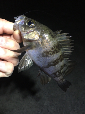 大潮メバリング