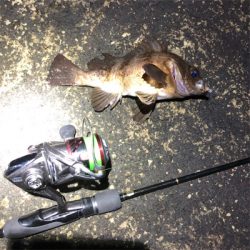 2021 佐渡ヶ島 メバリング