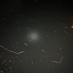 荒川上流域　バチ抜けシーバス