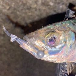 水温上昇アジング‼︎