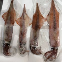 爆風予報の釣行で…