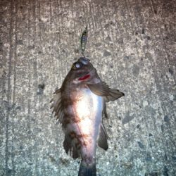 メバルプラッギング