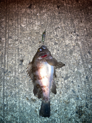 メバルプラッギング