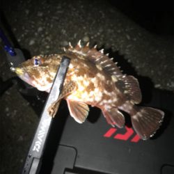 アジングのつもりが…